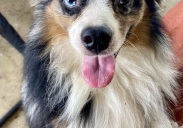 Australian shepherd mix