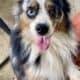 Australian shepherd mix