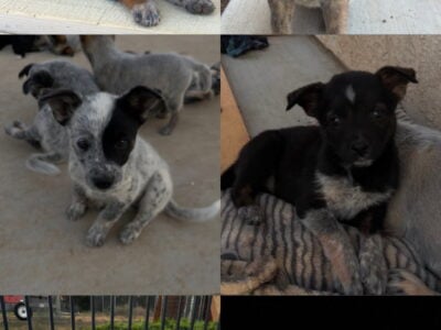 Queensland Heeler/Kelpie Puppies