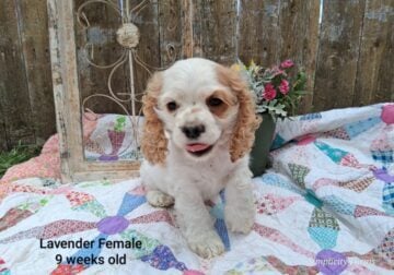 AKC Cocker Spaniel Puppies