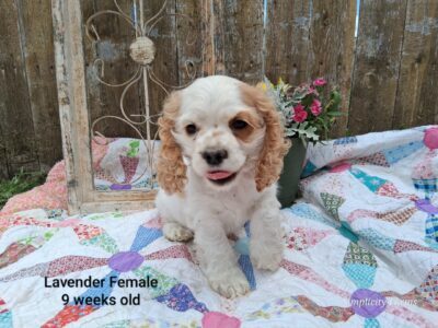 AKC Cocker Spaniel Puppies