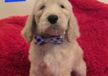 Golden Irish Doodle
