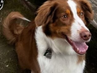 Rehome our dog Cookie