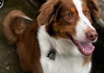 Rehome our dog Cookie