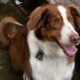 Rehome our dog Cookie