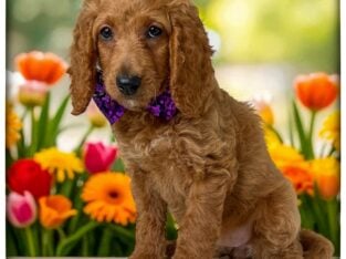 Penny (Purple collar)