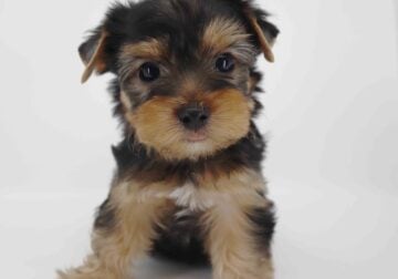 yorkie boy Cove