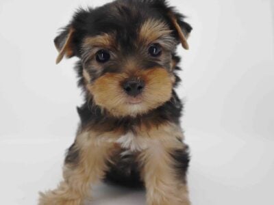 yorkie boy Cove
