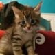 Maincoon mix kittens