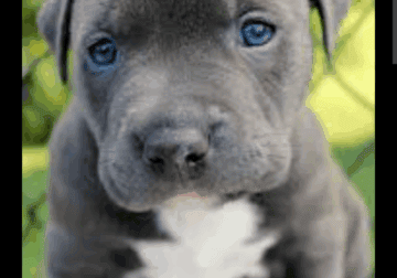 Puppies 4sale