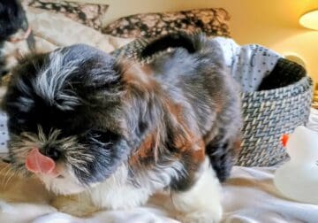 wasabi the shih tzu pup