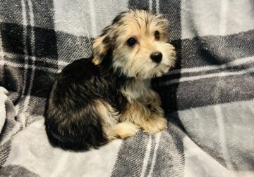 Male Yorkies
