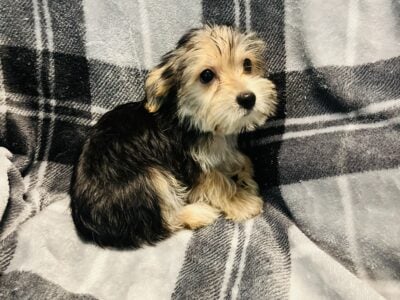 Male Yorkies