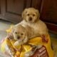 Marie Lygate. Cocker Spaniel Darlings
