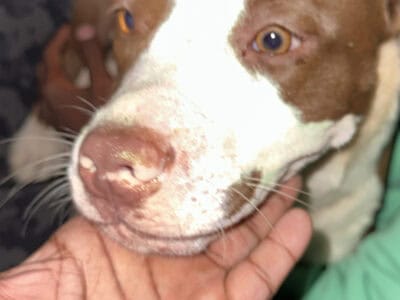 4 month old pit bull female puppy