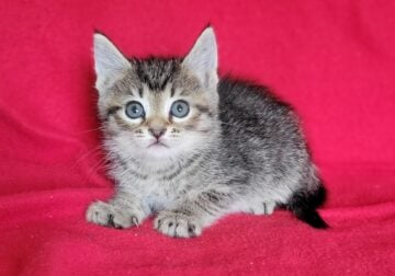 Meet Cleo!