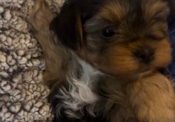 Tiny Toy Yorkipoo male ready now 🐶
