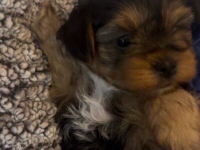 Tiny Toy Yorkipoo male ready now 🐶