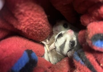 Breeding pair gliders