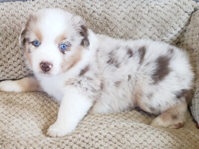 Beautiful Australian Shep – Puppy 5