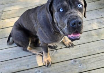 Cane Corso Puppies–Reserve for Sept 2025!