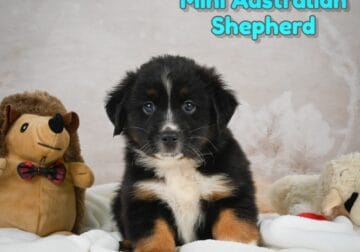 Buddy Male Mini Australian Shepherd