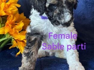 Standard Poodle Pups (available July26)