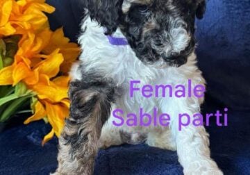 Standard Poodle Pups (available July26)