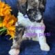 Standard Poodle Pups (available July26)