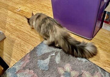 Mainecoon female