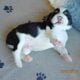 English Springer Spaniel puppies for sale
