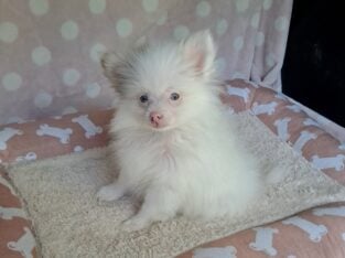 Rare Chocolate Parti Pomeranian Girl Ice Blue eyes