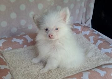 Rare Chocolate Parti Pomeranian Girl Ice Blue eyes