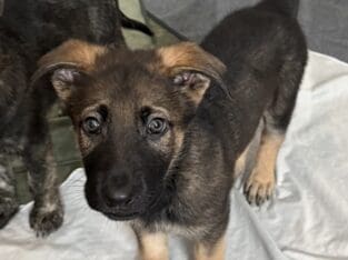Dutch / Belgian Malinois / German Shepherd mix