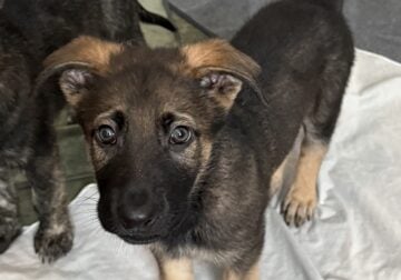 Dutch / Belgian Malinois / German Shepherd mix