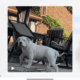 American bully pups ABKC papers. Great bloodlines