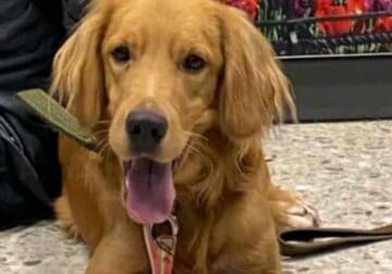 Young Mixed Golden Retriever