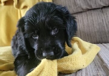Beautiful Aussie/Golden retriever puppy