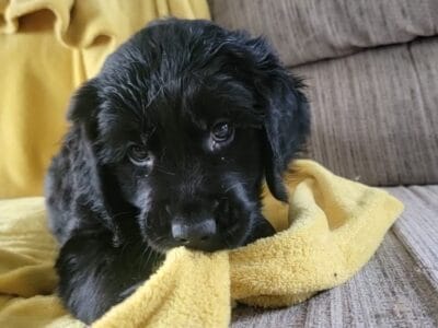 Beautiful Aussie/Golden retriever puppy