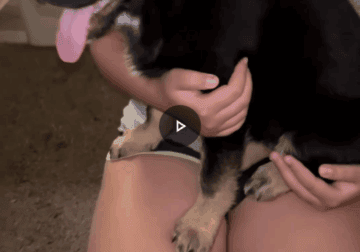 Purebred Gsd puppy.