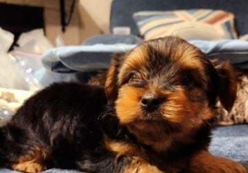 Boy yorkie