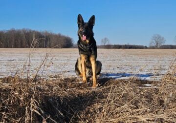 SWEET BELGIAN MALINOIS/GERMAN SHEPHERD REHOMING