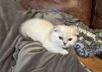 Scottish fold and British shorthair kittens