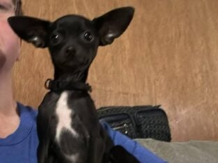 Deerhead Chihuahua