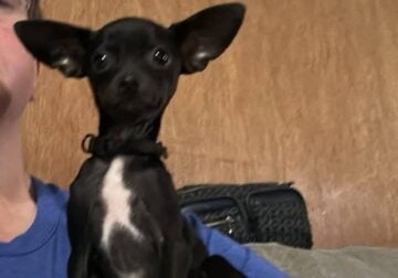 Deerhead Chihuahua