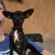 Deerhead Chihuahua
