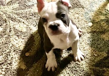 French bulldog