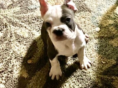 French bulldog
