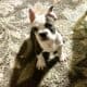 French bulldog