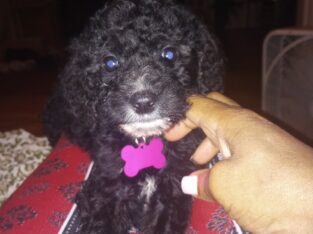 Burmedoodle female puppy
